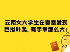 云南女大學(xué)生在寢室發(fā)現(xiàn)巨擬葉螽，有手掌那么大!